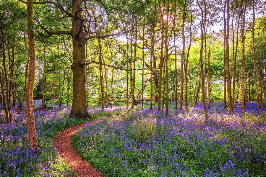 Bullimore In Bloom