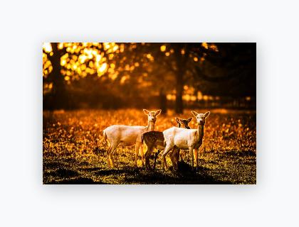 Lustre Print 8x12 - Lustre Print 8x12