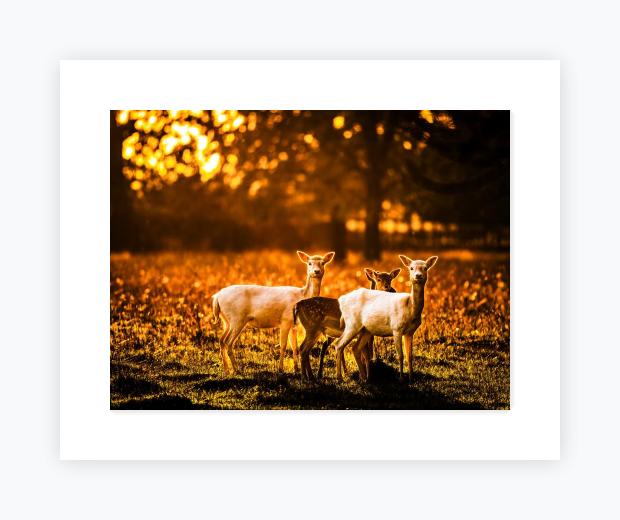 Mounted Print 16x20, Snow White Mount - Mounted Print 16x20, Snow White Mount