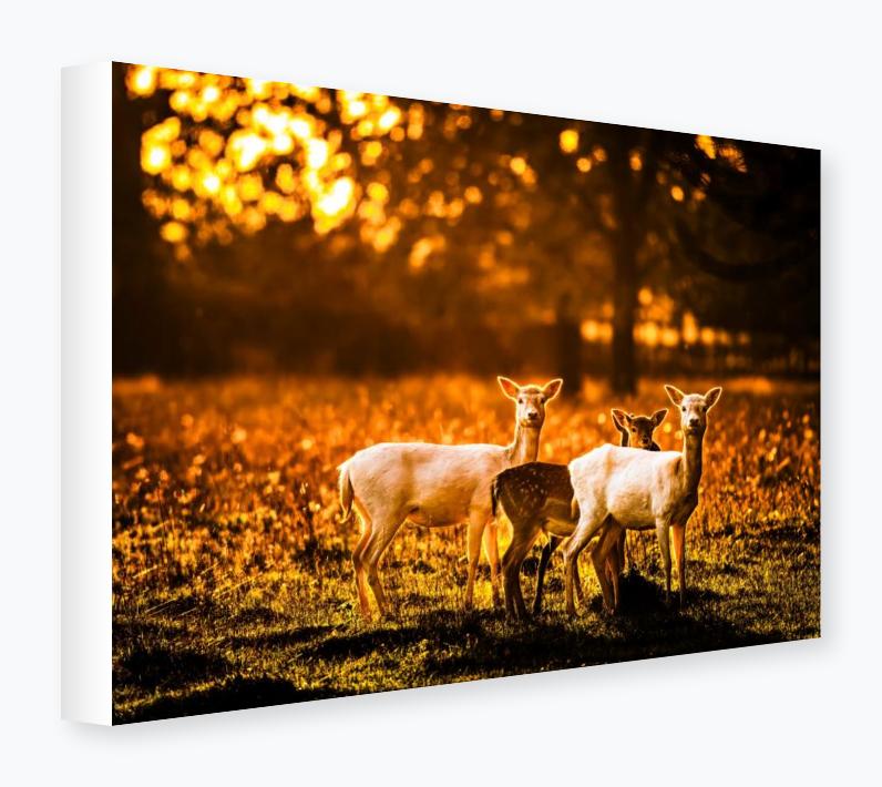 Stretched Canvas 12x16 on 38mm Bar, White Wrap - Stretched Canvas 12x16 on 38mm Bar, White Wrap