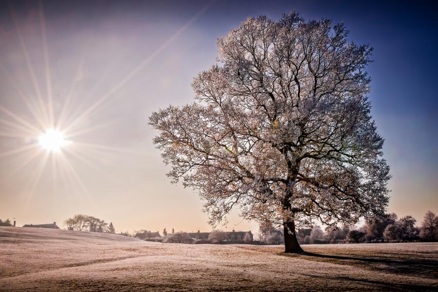 Frosty Oak