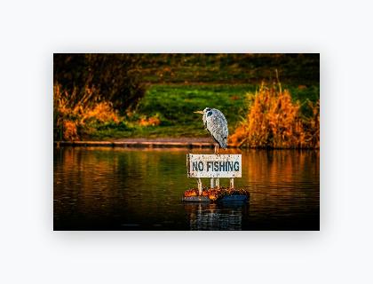 Lustre Print 8x12 - Lustre Print 8x12