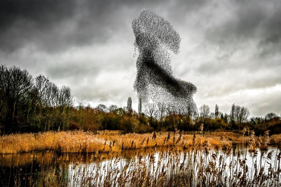 Starling Stag