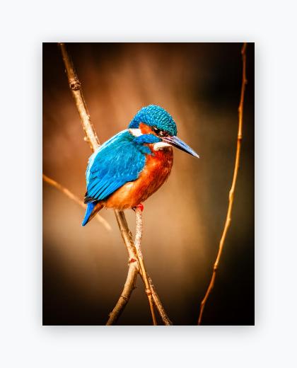 Lustre Print 12x16 - Lustre Print 12x16