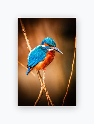 Lustre Print 8x12 - Lustre Print 8x12